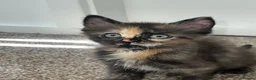 Maine Coon cats for sale: 🔥full Maine coon ready to leave 🔥 - Advert 7