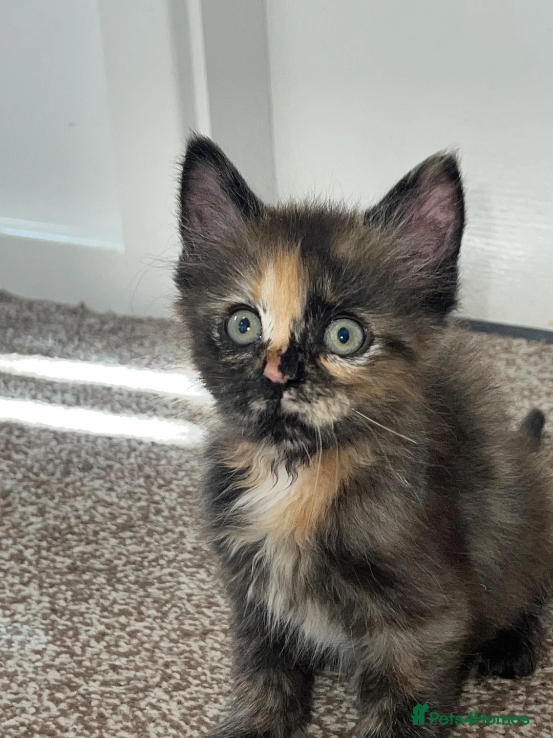 Maine Coon cats for sale: 🔥full Maine coon ready to leave 🔥 - Advert 7