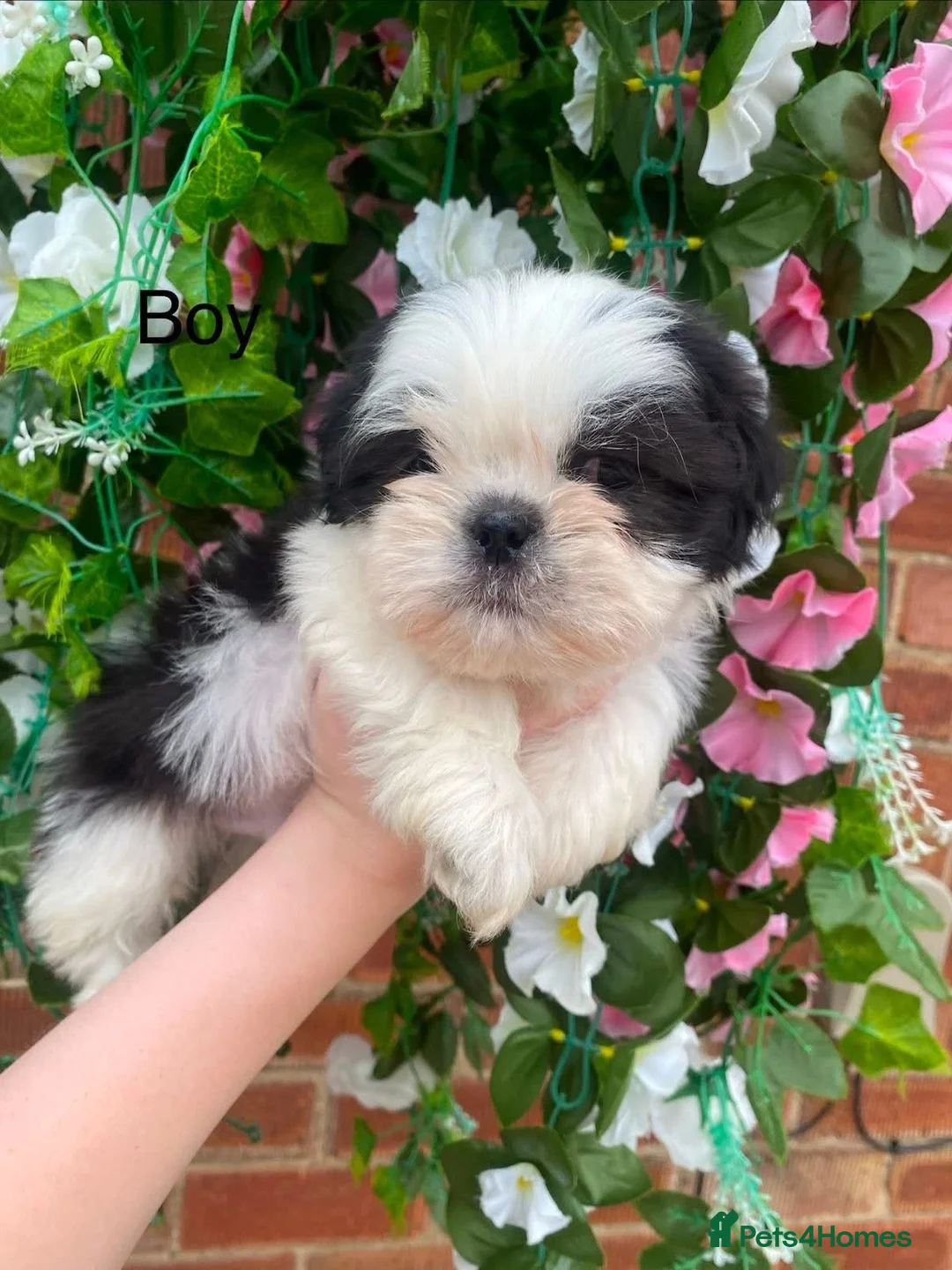 Shih Tzu dogs for sale: 3 lil shihzhu boys looking foreva homes  in Crook - Advert 4