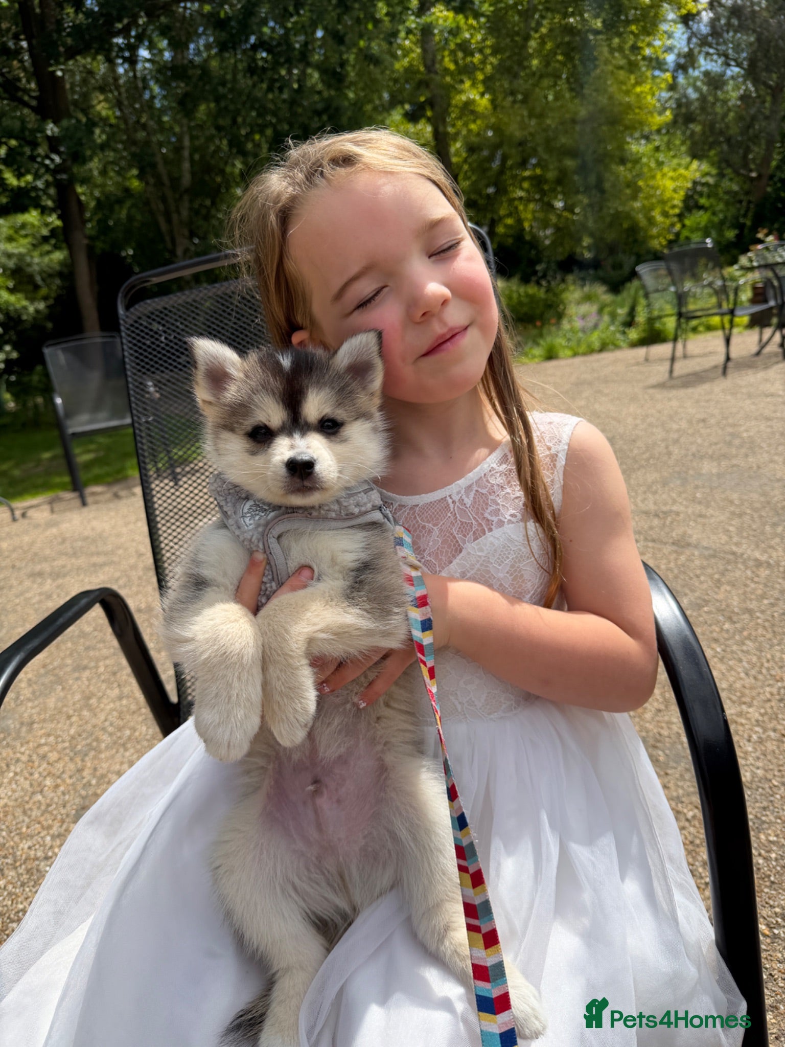 Pomsky dogs Pomsky puppies  - Advert 2