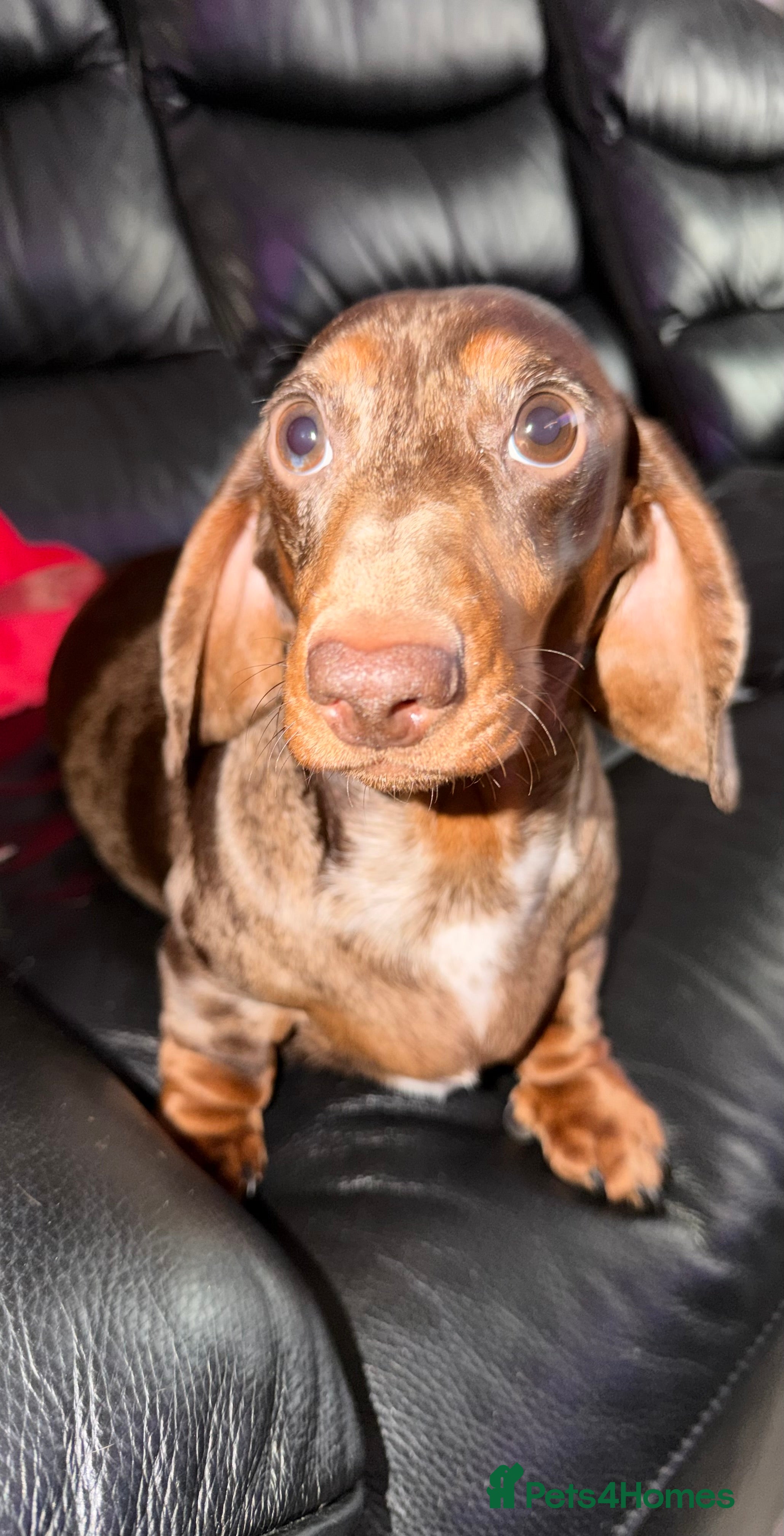 Miniature Dachshund dogs Miniature dachshund puppies  - Advert 2