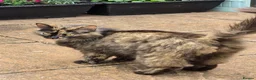 Mixed Breed cats for sale: Domestic longhair  in Bexleyheath - Advert 10