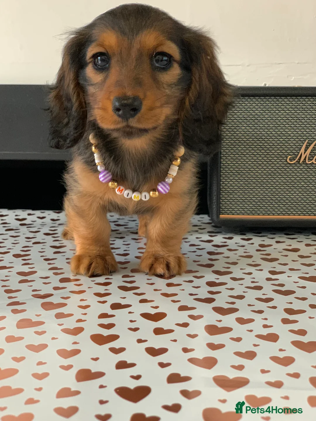 Miniature Dachshund dogs for sale: KC Registered true to type Longhaired mini’s - Advert 4