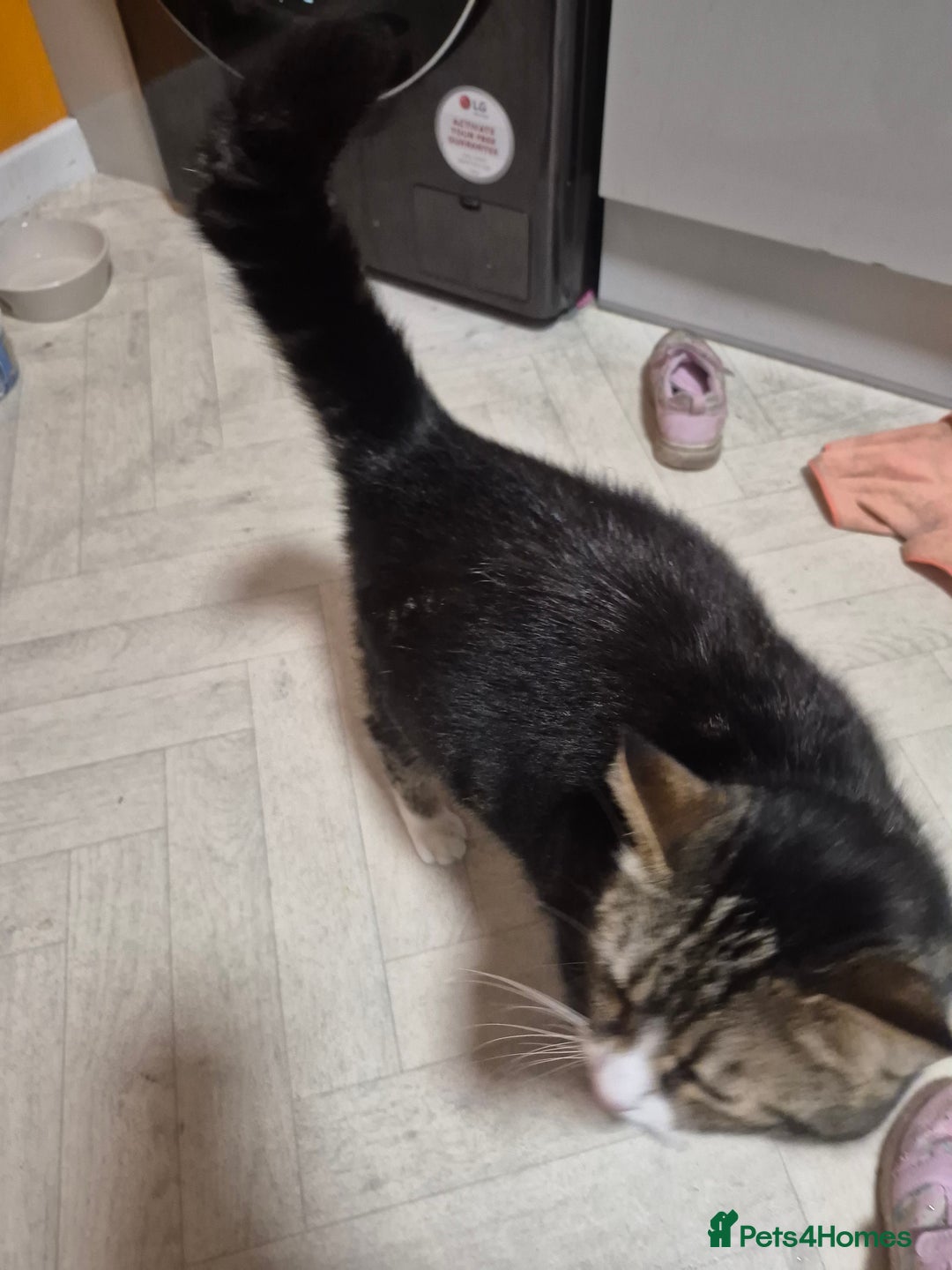 Mixed Breed cats for sale: Bella 8.5 year old cat female  - Advert 8