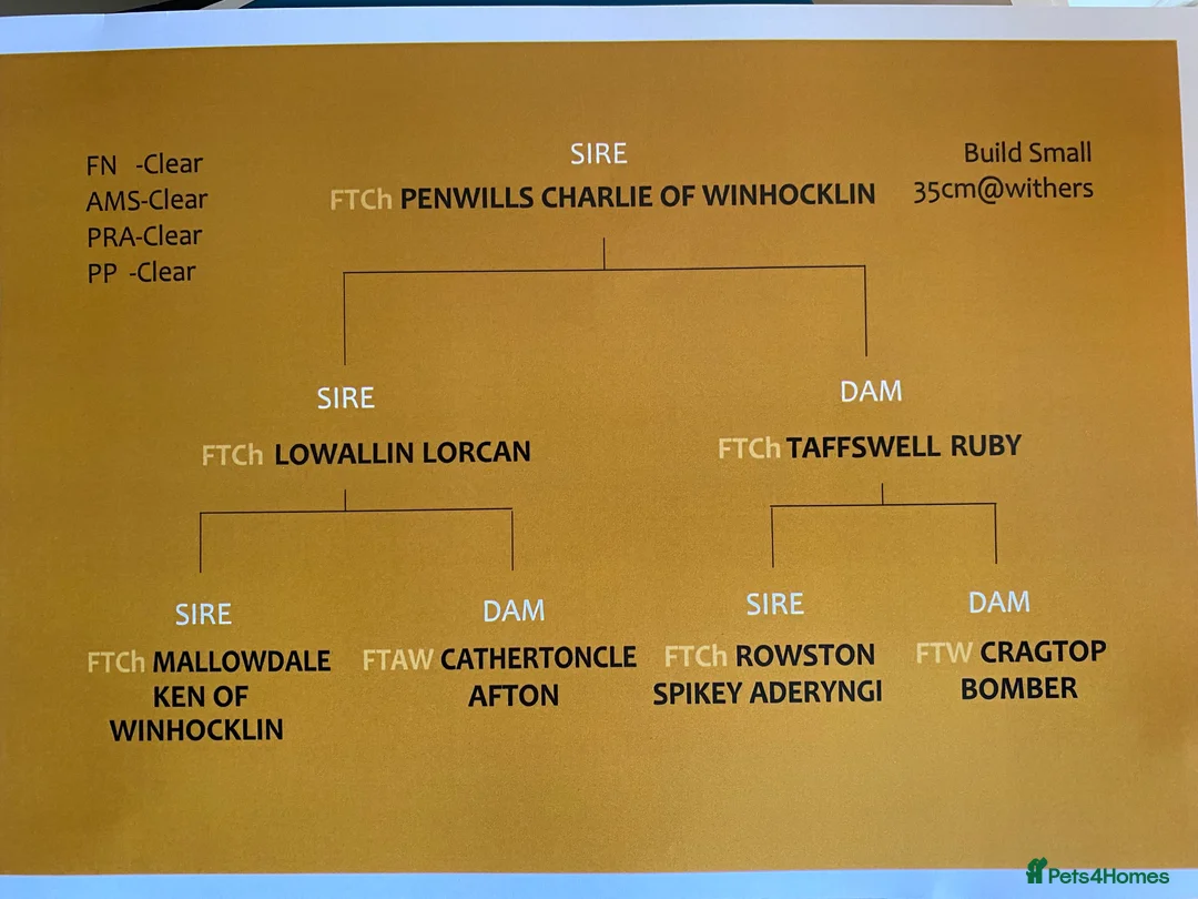 Cocker Spaniel dogs for sale: KC Registered Litter of Cocker Spaniels - Advert 13