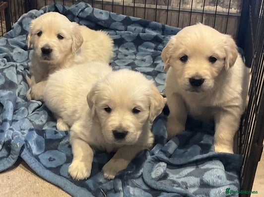 Golden Retriever dogs amazing loving golden retriever male - Advert 5