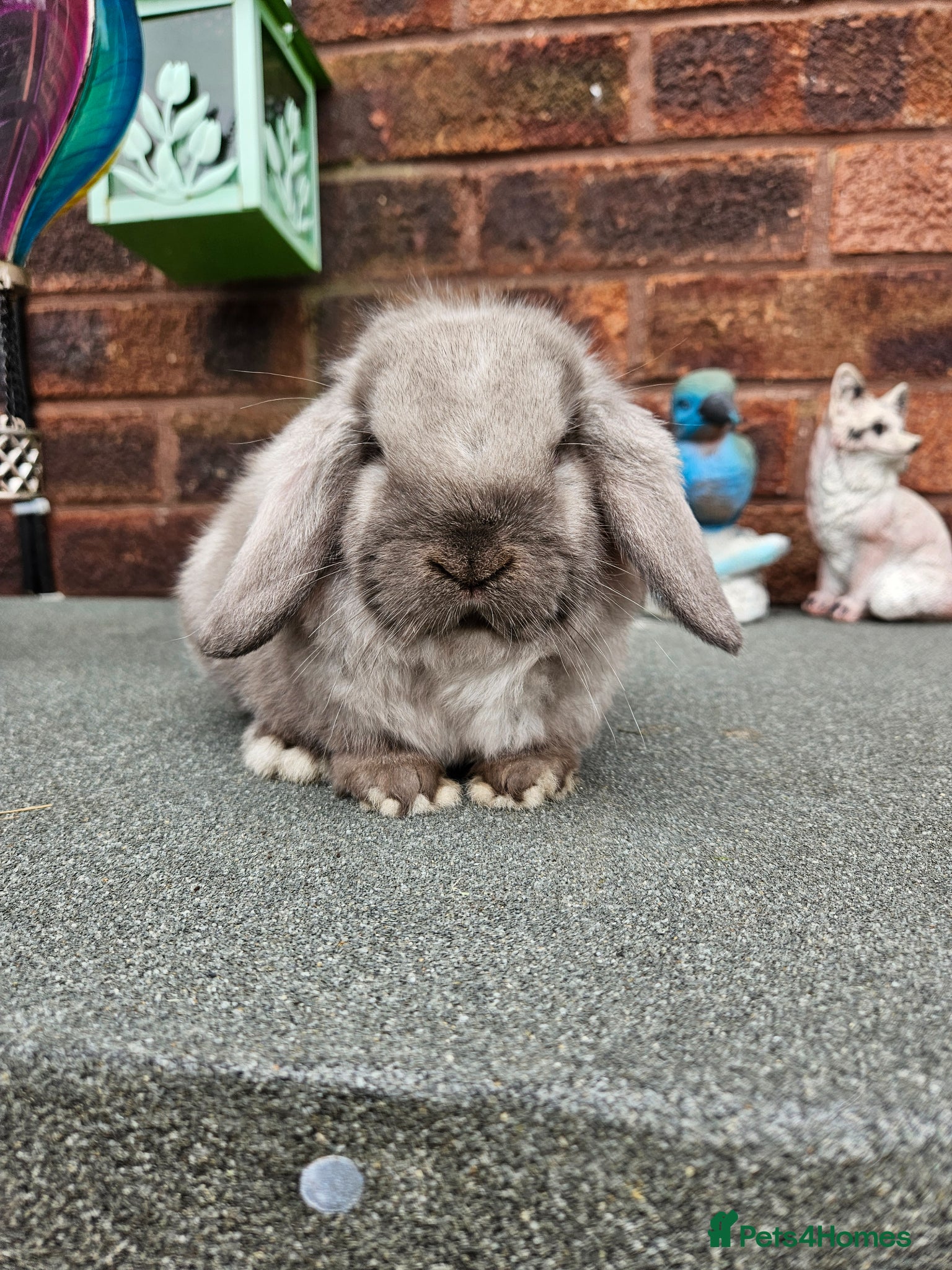 Mini Lop rabbits Baby mini lop boy 8 weeks  - Advert 17