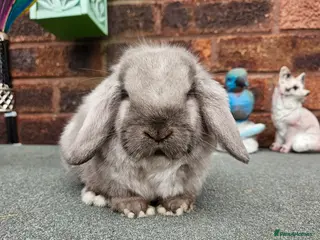 Mini Lop rabbits Baby mini lop boy 8 weeks - Advert 17