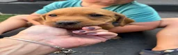 Labrador Retriever dogs for sale: KC REGISTERED FOX RED LABRADOR  - Advert 3