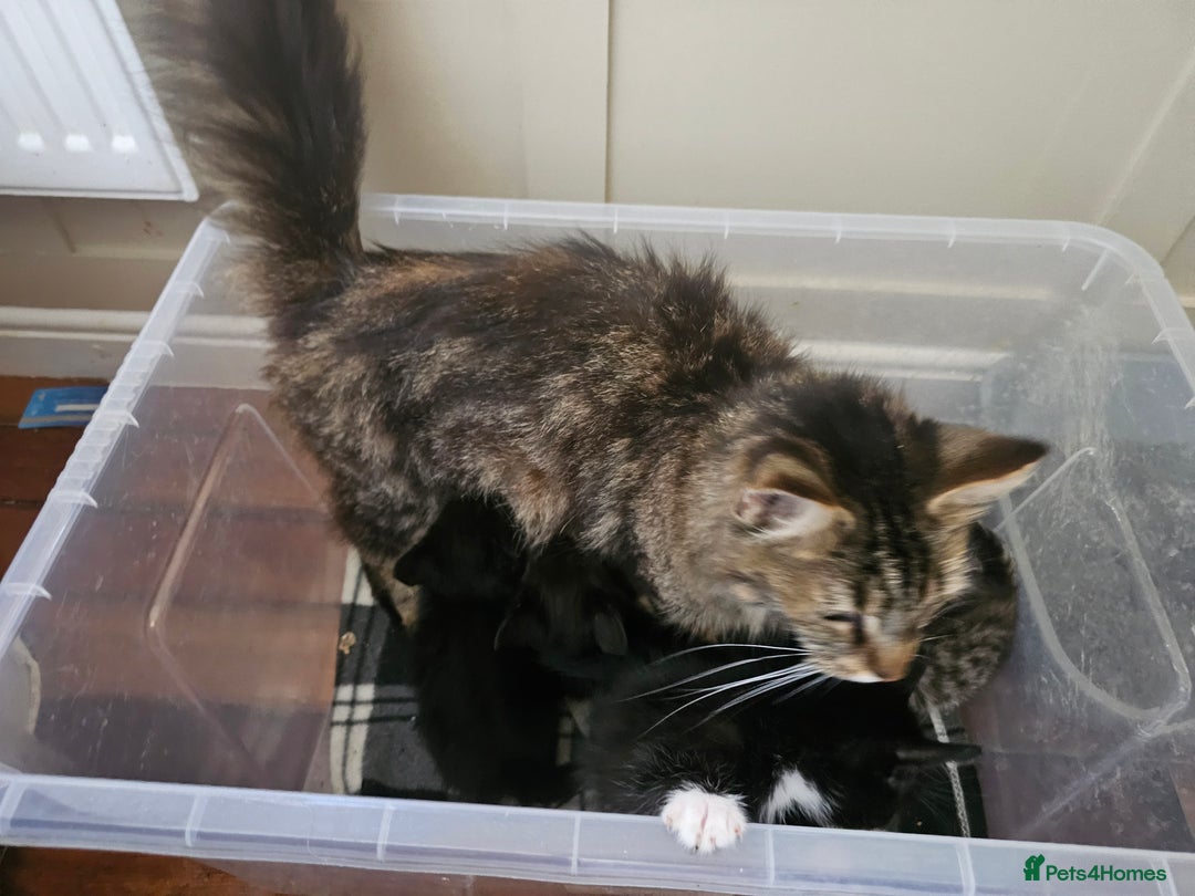 Maine Coon cats for sale: 6 Mainecoon X kittens for sale - Image 1