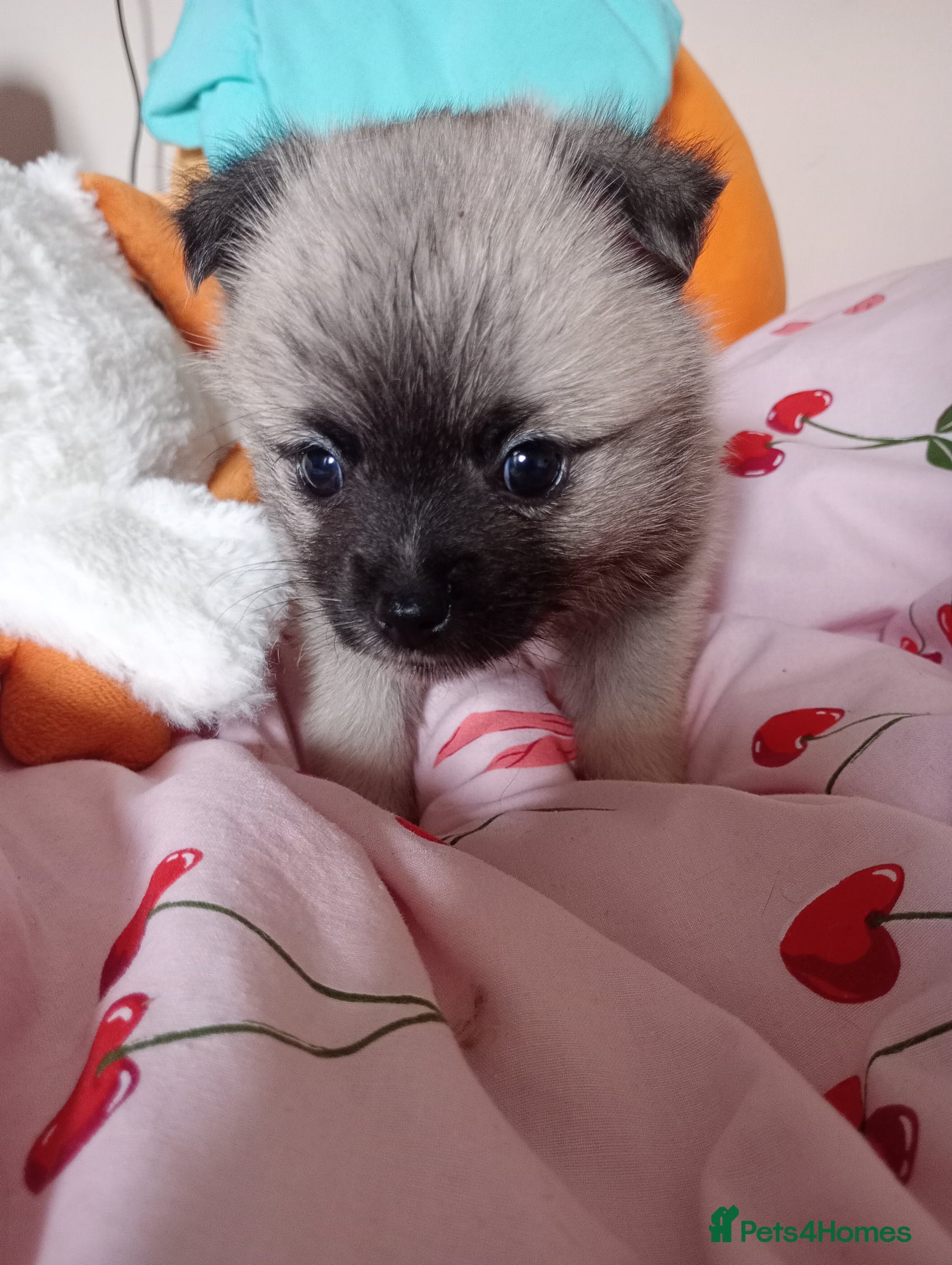 Mixed Breed dogs Jack-a-poms  - Advert 1