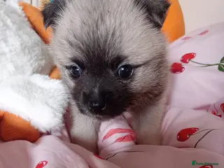 Mixed Breed dogs Jack-a-poms - Advert 1