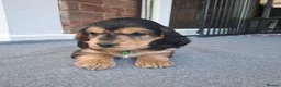 Cocker Spaniel dogs for sale: Adorable show type cocker spaniel puppies  - Advert 15