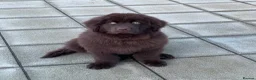 Newfoundland dogs for sale: Expected Newfoundland Pups Register Your Interest - Advert 14