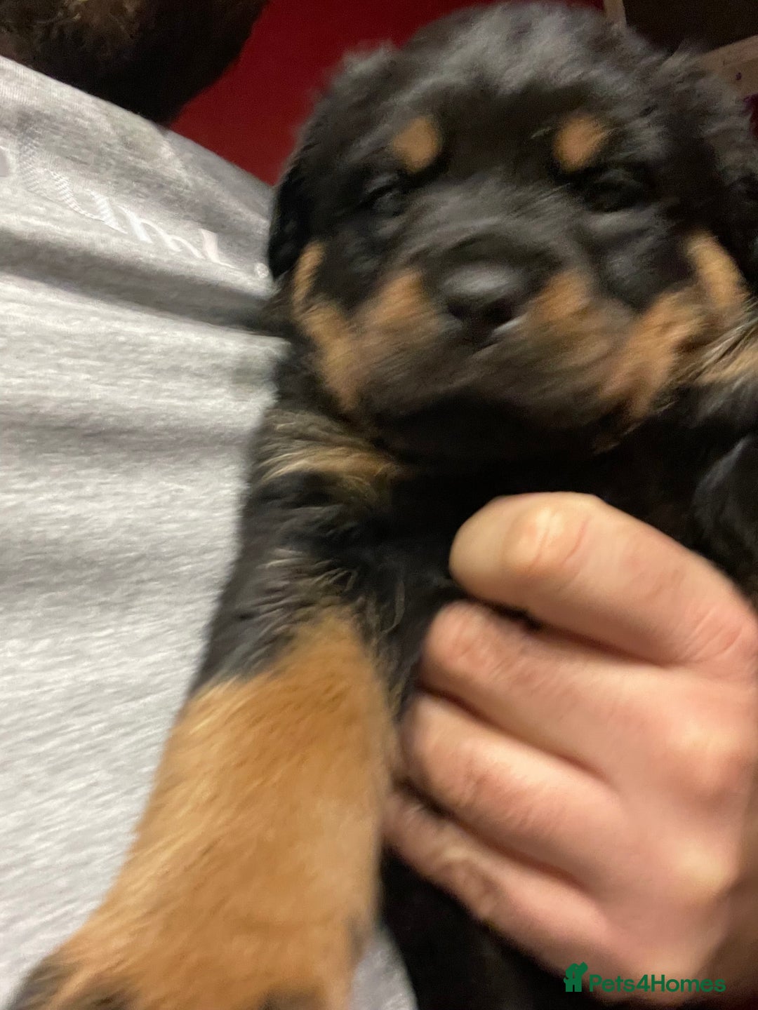 Rottweiler dogs for sale: Rottweiler x Rottweiler Akita  - Advert 4