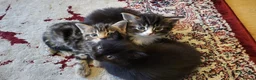 Mixed Breed cats for sale: 3 Gorgeous mixed breed kittens - Advert 7