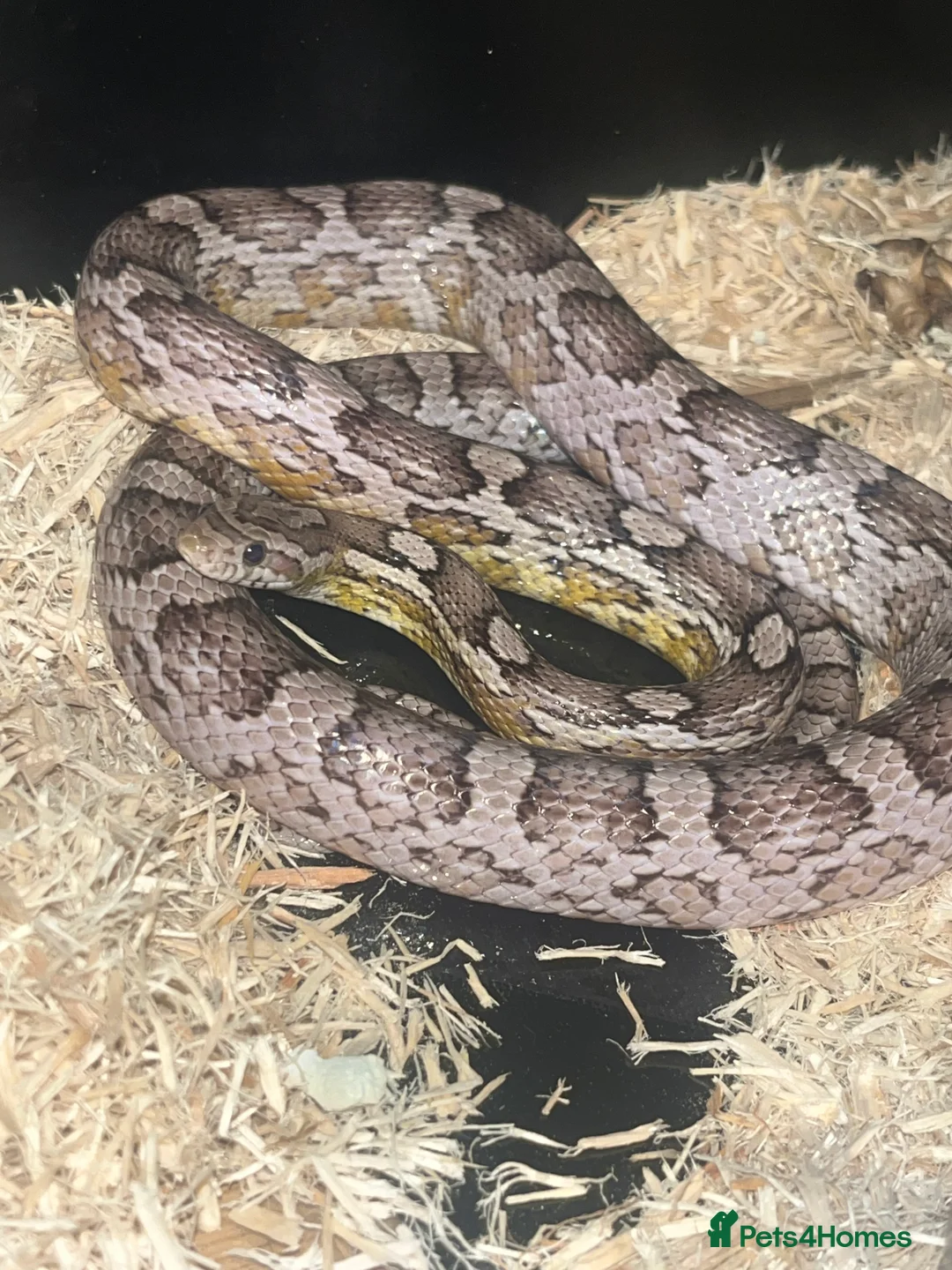 Corn Snake reptiles for sale: Beautiful corn snake plus set up in Glasgow - Advert 2