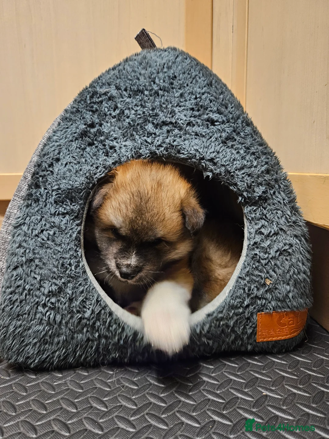 Japanese Akita Inu dogs for sale: RKC Registered Puppy Litter - Advert 37