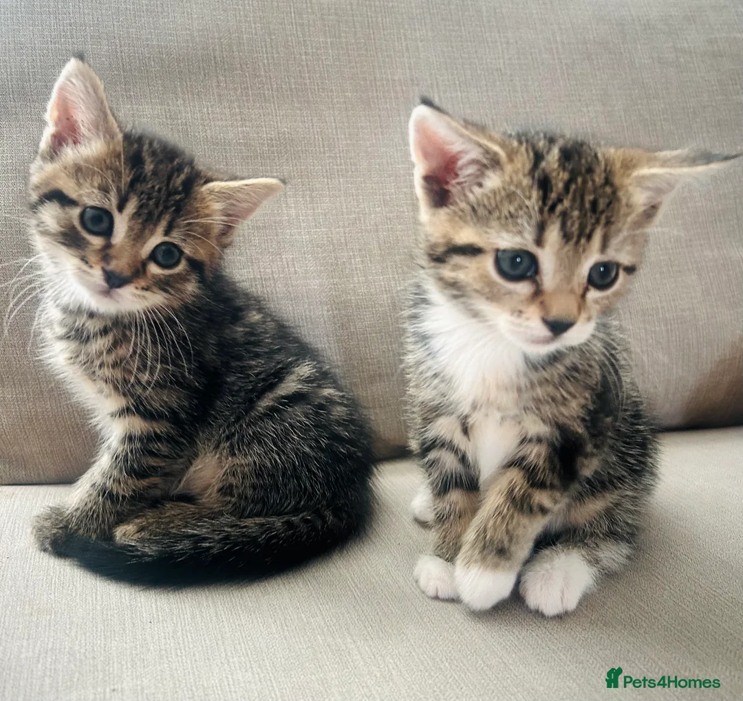 Domestic Shorthair cats for sale: Beautiful, well socialised playful kittens 🐾 - Advert 2
