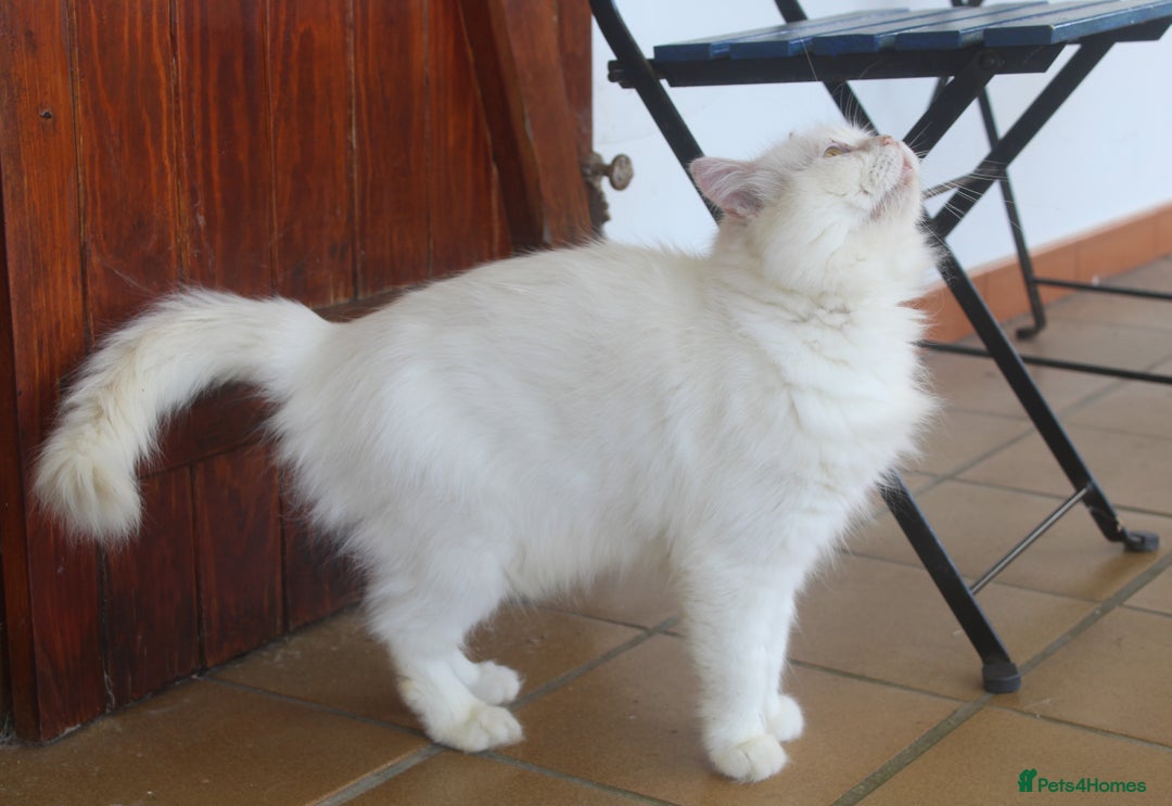 Persian cats for adoption: Agi, Persian and Carla, Persian cross, both aged 6 - Image 9
