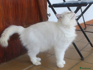 Persian cats Agi, Persian and Carla, Persian cross, both aged 6 - Advert 2