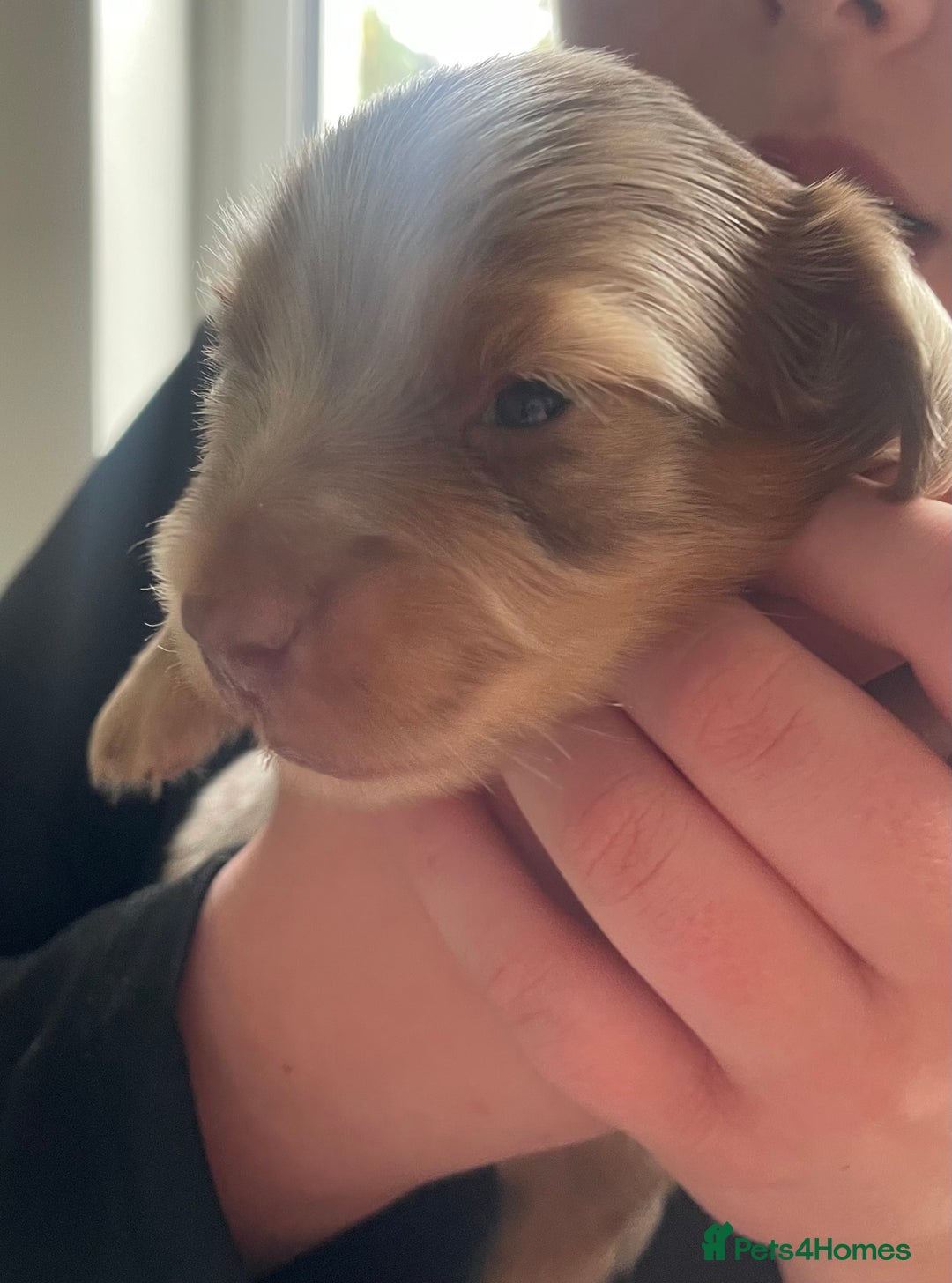 Miniature Dachshund dogs for sale: Kc reg choclate & tan dapple male dachshund  - Image 3