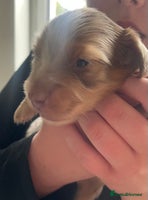 Miniature Dachshund dogs Kc reg choclate & tan dapple mini male dachshund - Advert 2