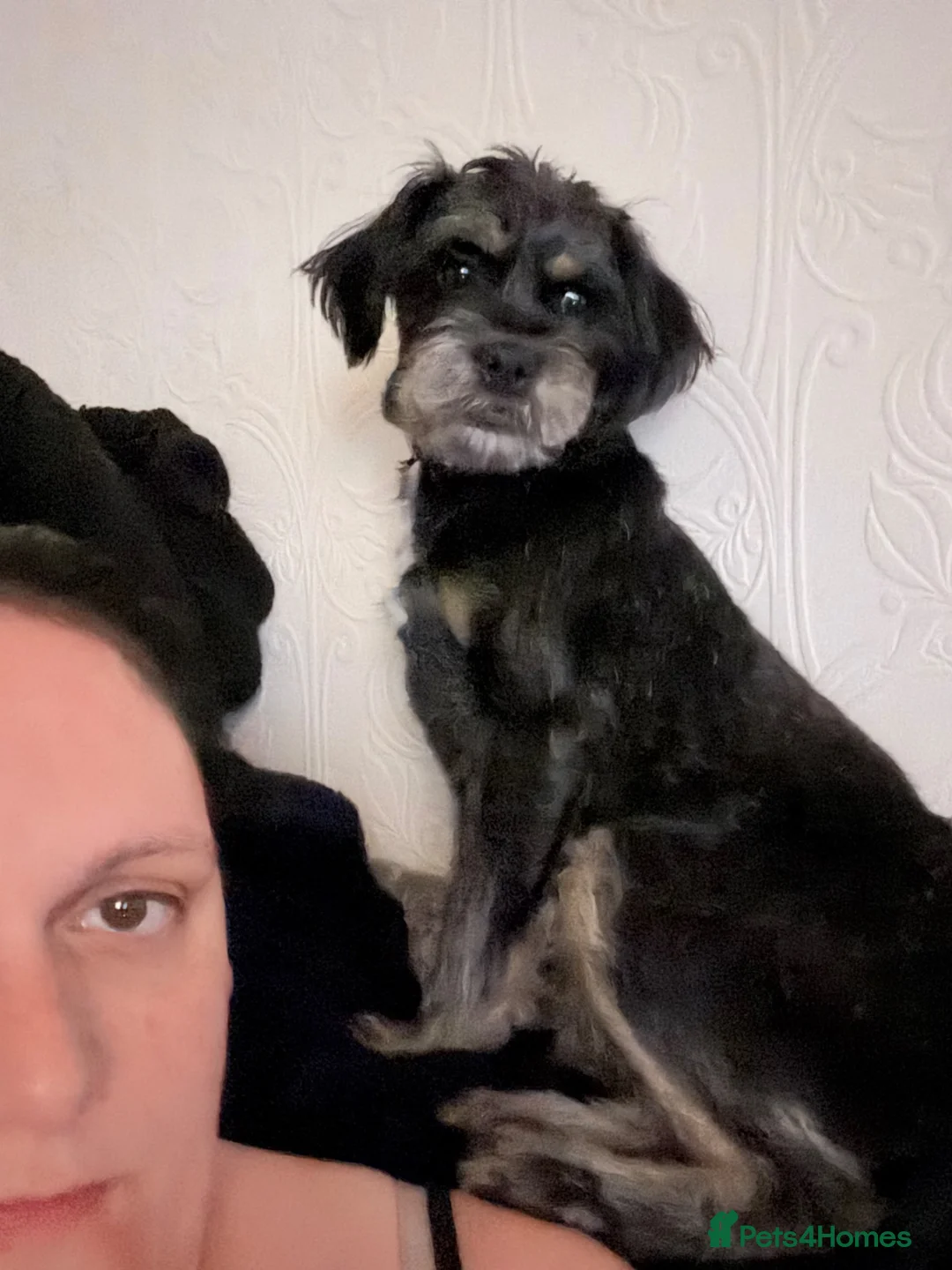 Shorkie dogs for sale: Female shorkie - Advert 8