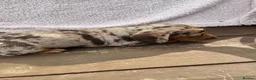 Miniature Dachshund dogs for sale: Mini Dachshund puppies  - Advert 12