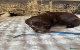 Springador dogs for sale: Chocolate Springador Puppies – Ready Soon! 🐾 - Image 3