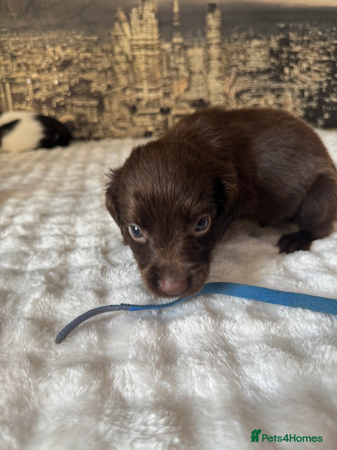 Springador dogs for sale: Chocolate Springador Puppies – Ready Soon! 🐾 - Image 3