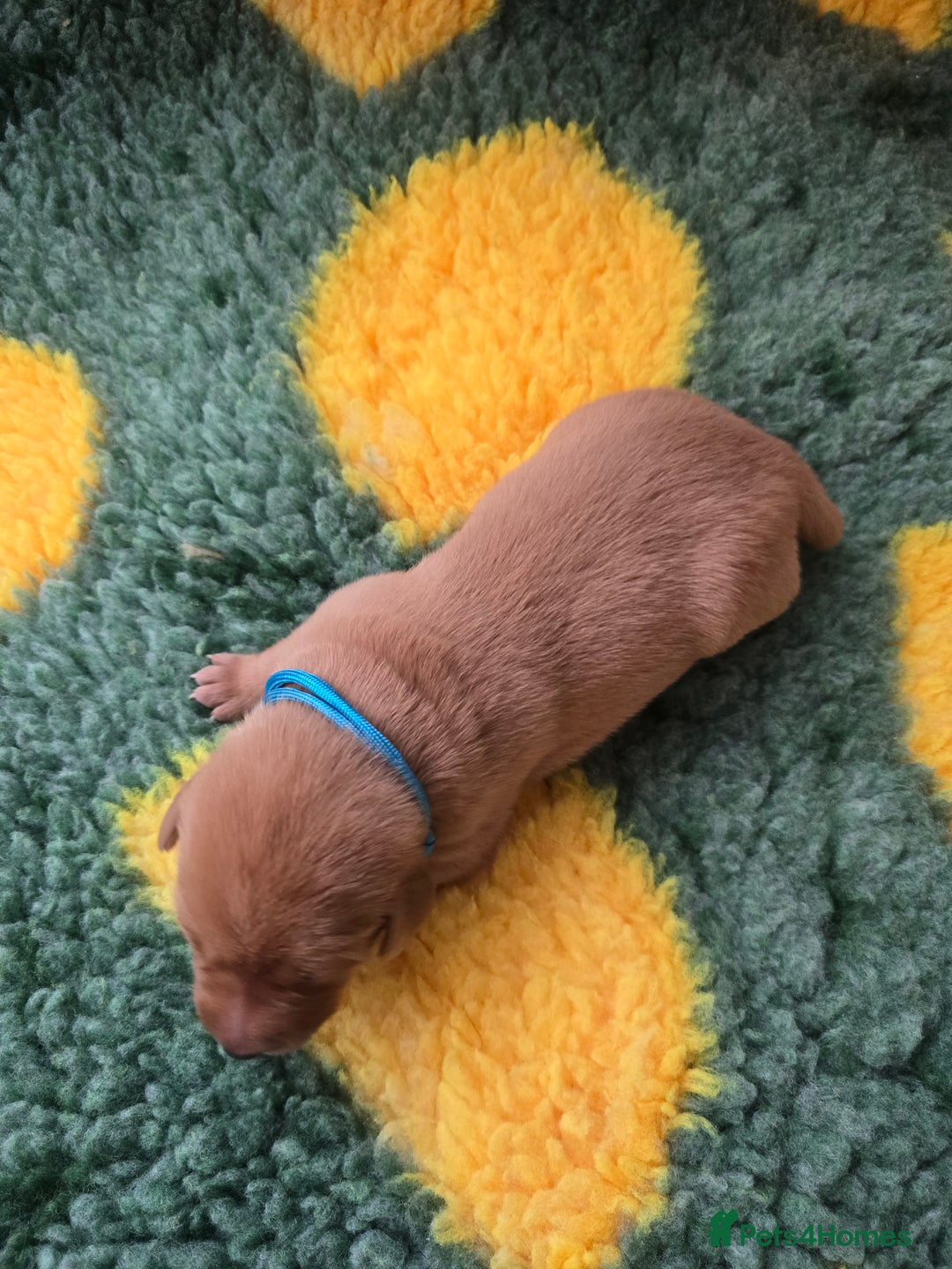 Labrador Retriever dogs for sale: KC Registered Labrador Puppies. - Advert 11