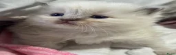 Ragdoll cats for sale: Lilac Chocolate full pedigree - Advert 5