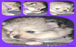 Pomeranian dogs for sale: Beautiful Pomeranians - Image 4