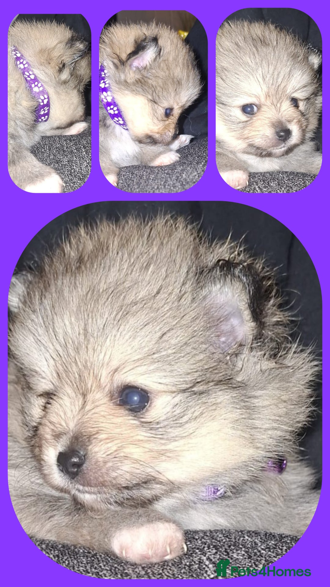 Pomeranian dogs for sale: Beautiful Pomeranians - Image 4