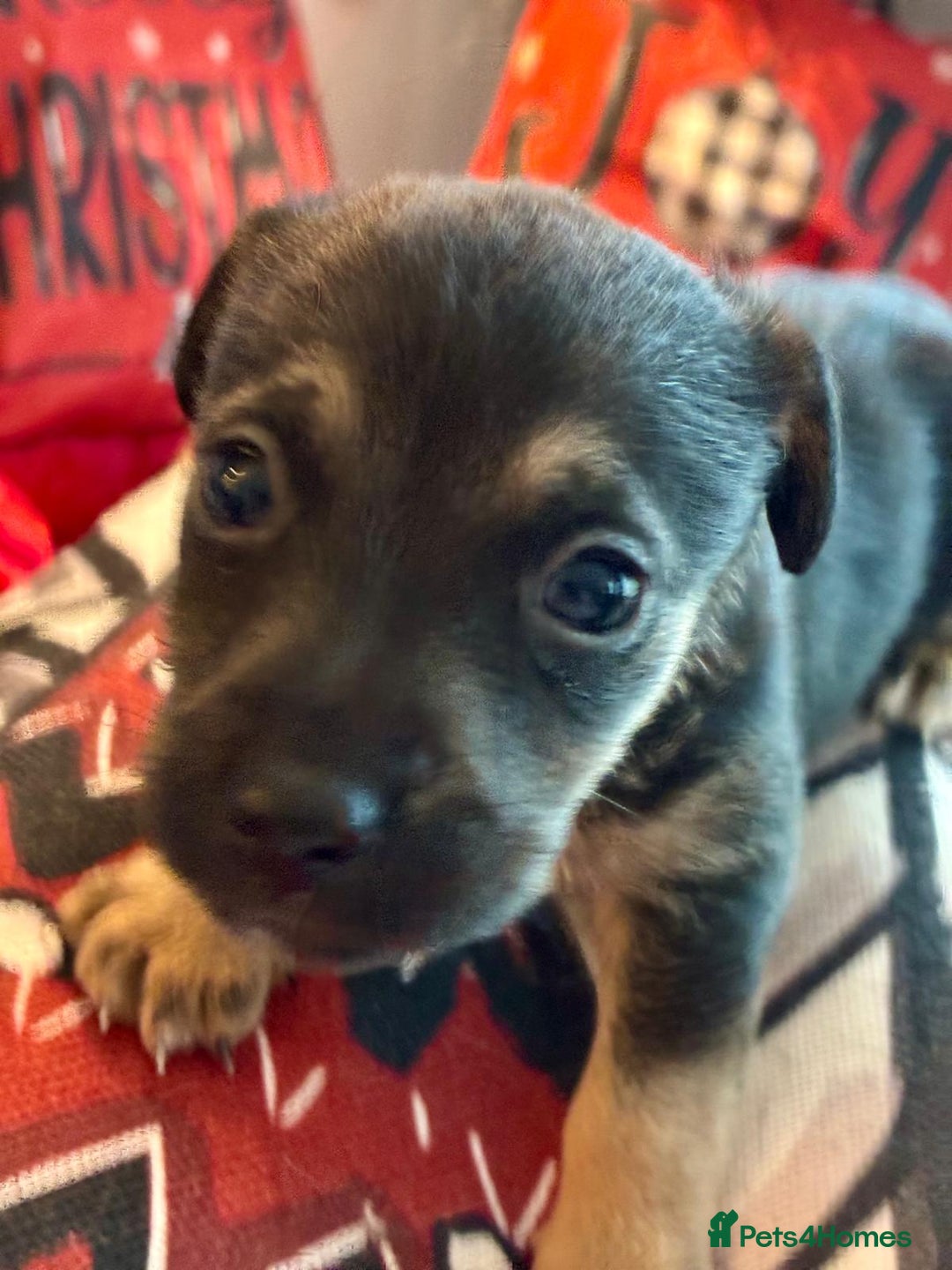 Jack Russell dogs for sale: Miniature Jack Russel Pups for sale - Advert 23