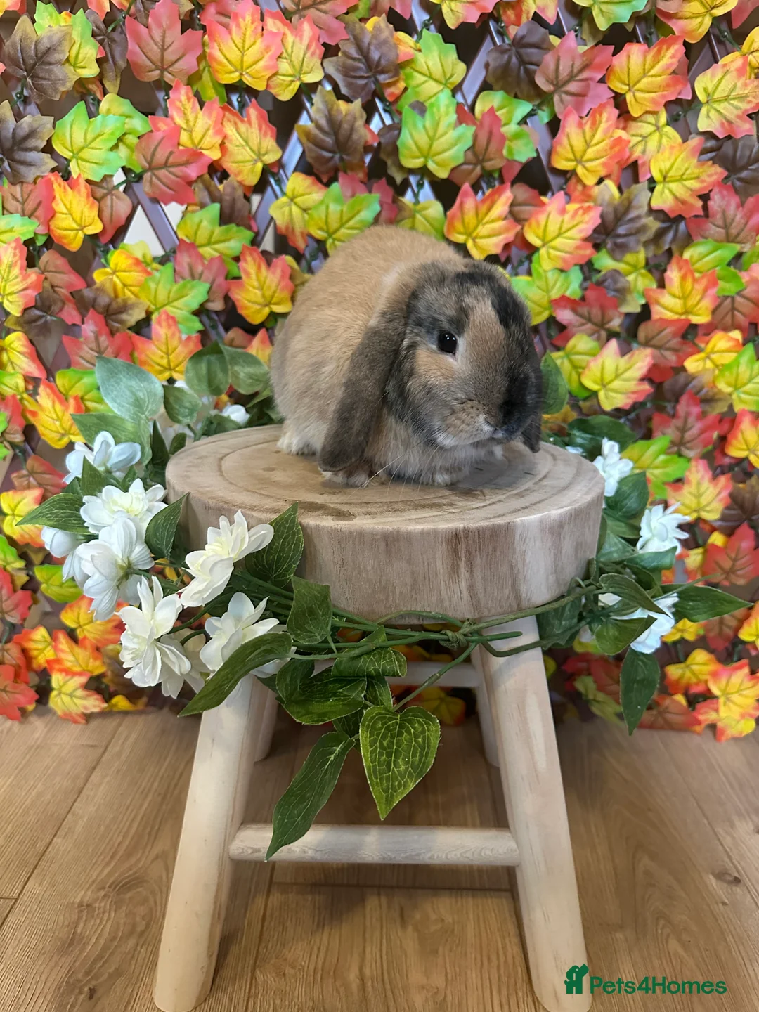 Mini Lop rabbits for sale: Black torted Harlequin minilop - Male - Advert 2