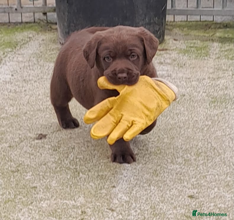 Labrador Retriever dogs Chunky labrador pups - Advert 1