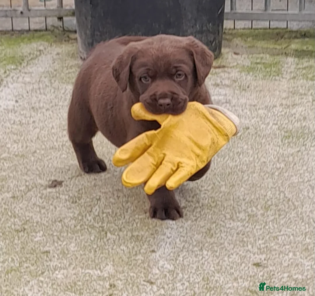 Labrador Retriever dogs for sale: Chunky labrador pups - Advert 1