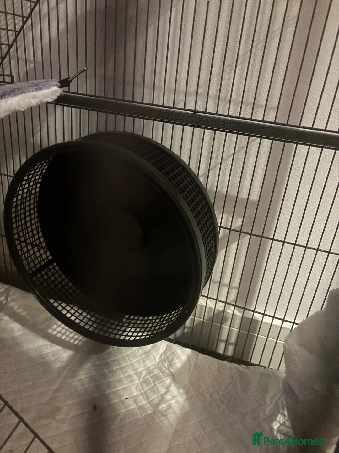 Sugar Glider rodents for sale: Baby sugars  in Camberley - Advert 2