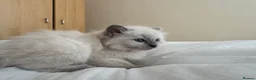 Ragdoll cats for sale: Gorgeous Ragdoll Kittens Looking for Loving Homes - Advert 3