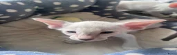 Siamese cats for sale: Siamese kittens - Advert 6