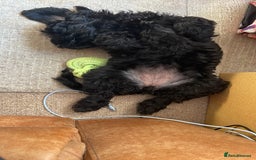 Sproodle dogs for sale: REDUCED 2 x Beautiful F2 Sproodle Girls VACCINATED - Image 28