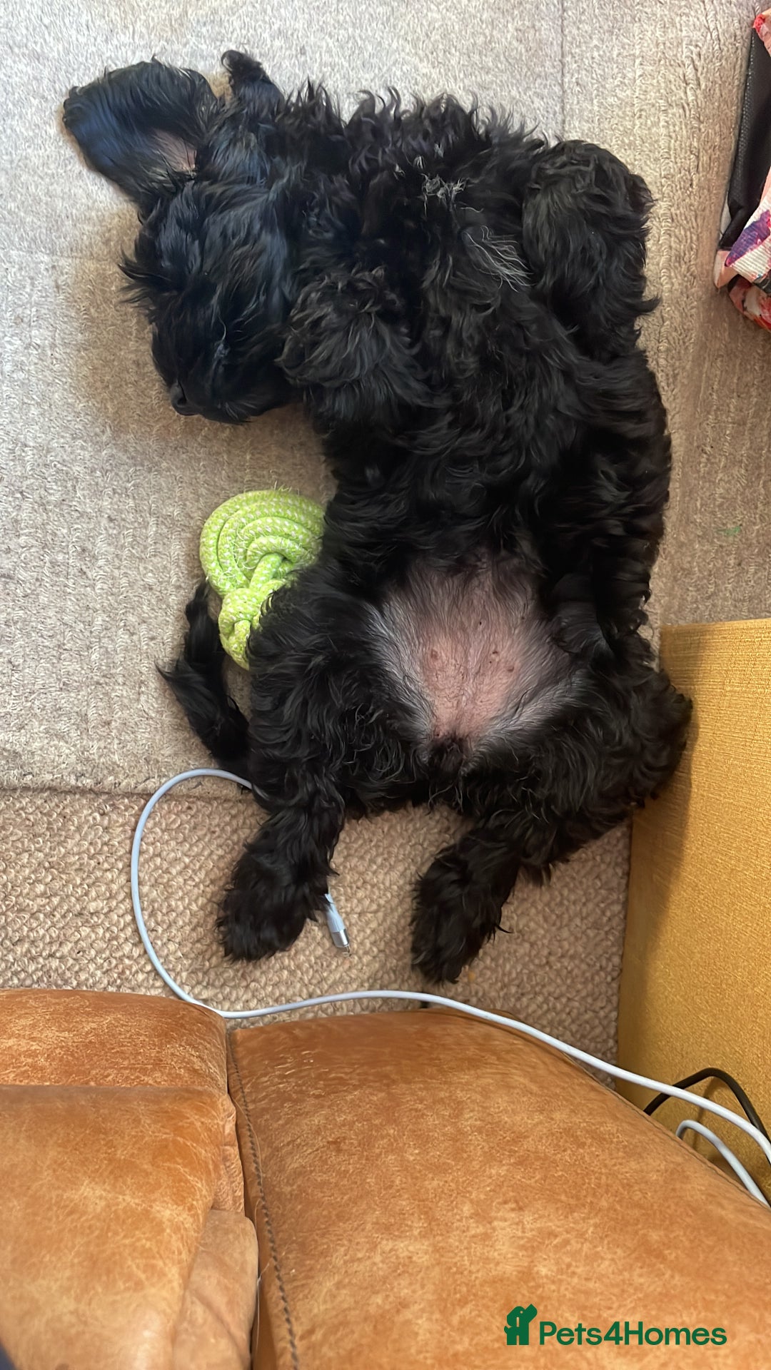 Sproodle dogs for sale: REDUCED 2 x Beautiful F2 Sproodle Girls VACCINATED - Image 28