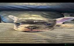 French Bulldog dogs for sale: 🐾 Stunning Pups Only 2 left  🐾 - Image 14