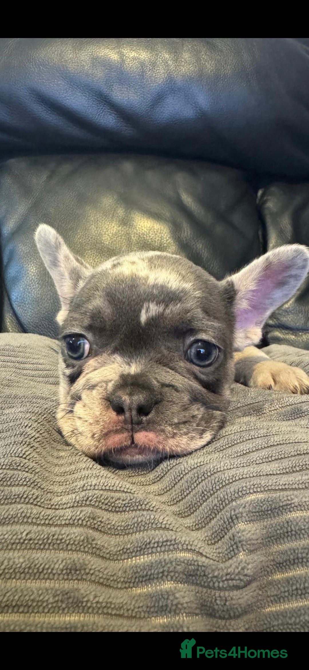 French Bulldog dogs for sale: 🐾 Stunning Pups Only 2 left  🐾 - Image 14