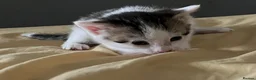 Mixed Breed cats for sale: Cute Bengal Kittens  - Advert 9