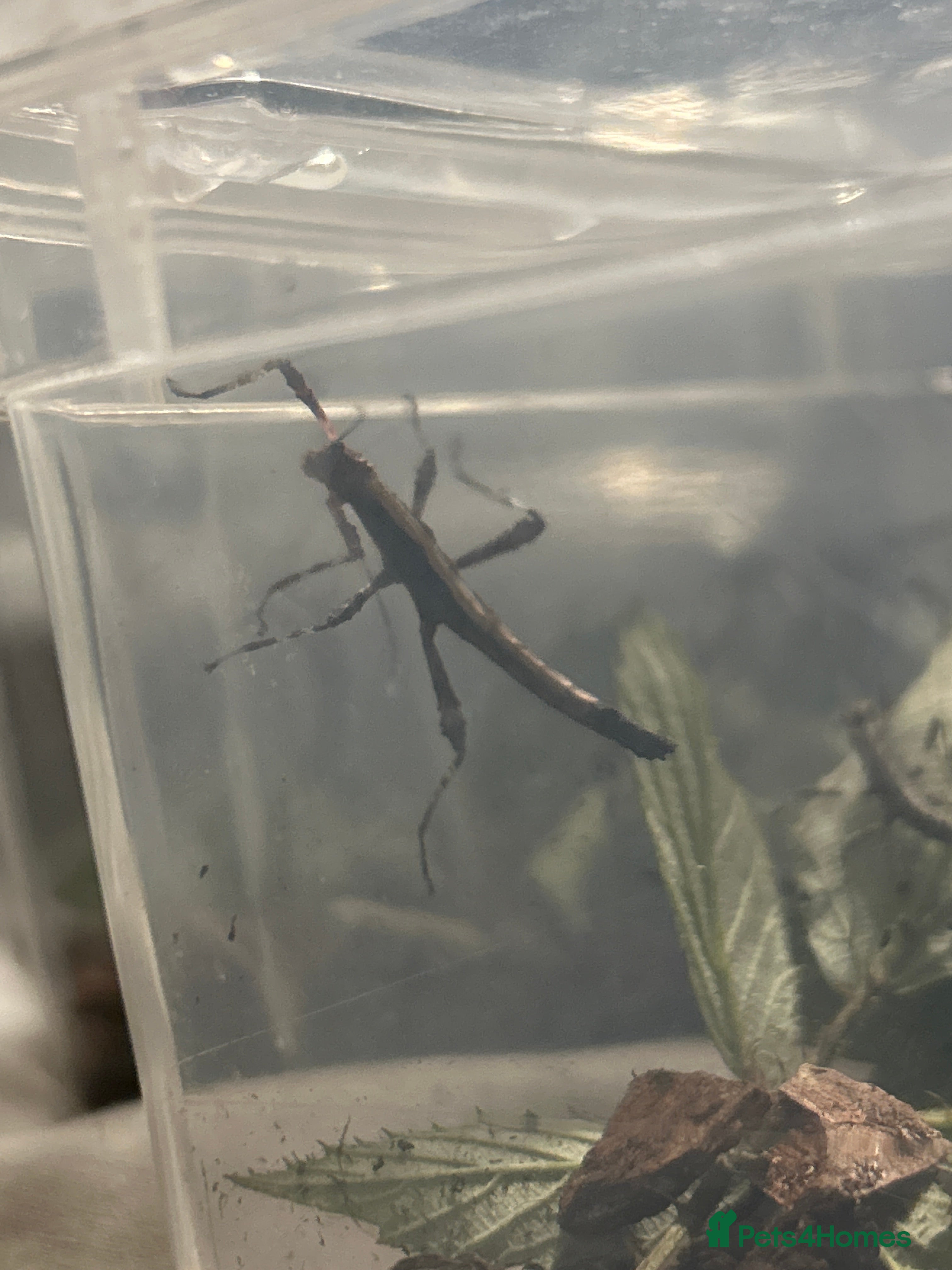Stick Insects invertebrates Sunny and Thorny Stick insects - Advert 18