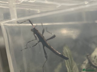 Stick Insects invertebrates Sunny and Thorny Stick insects - Advert 18