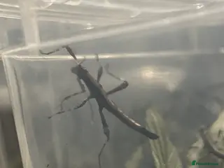 Stick Insects invertebrates Sunny and Thorny Stick insects - Advert 13